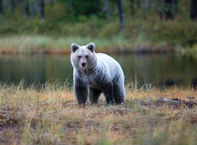 灰熊和黑熊的选择性聚焦摄影